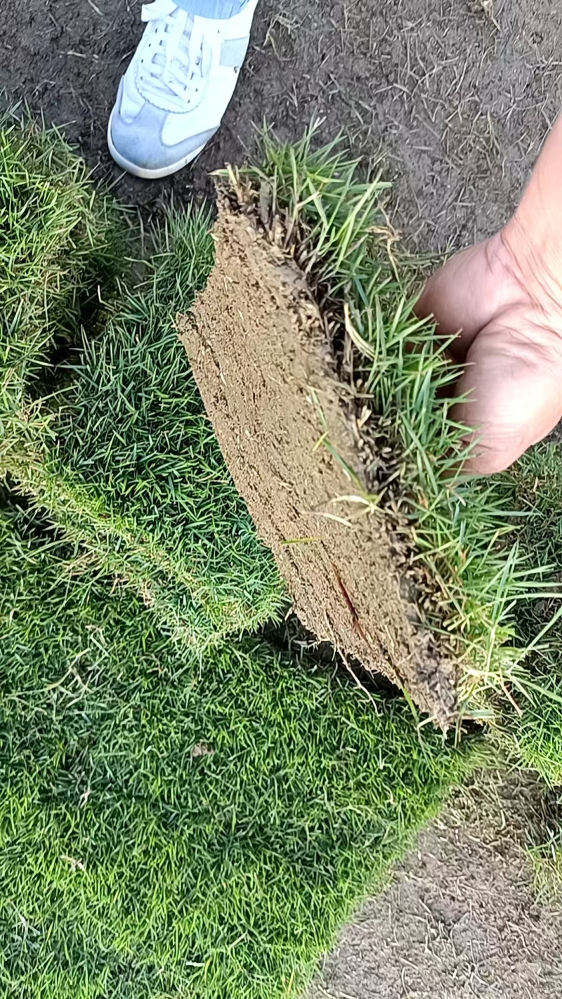 马尼拉草皮