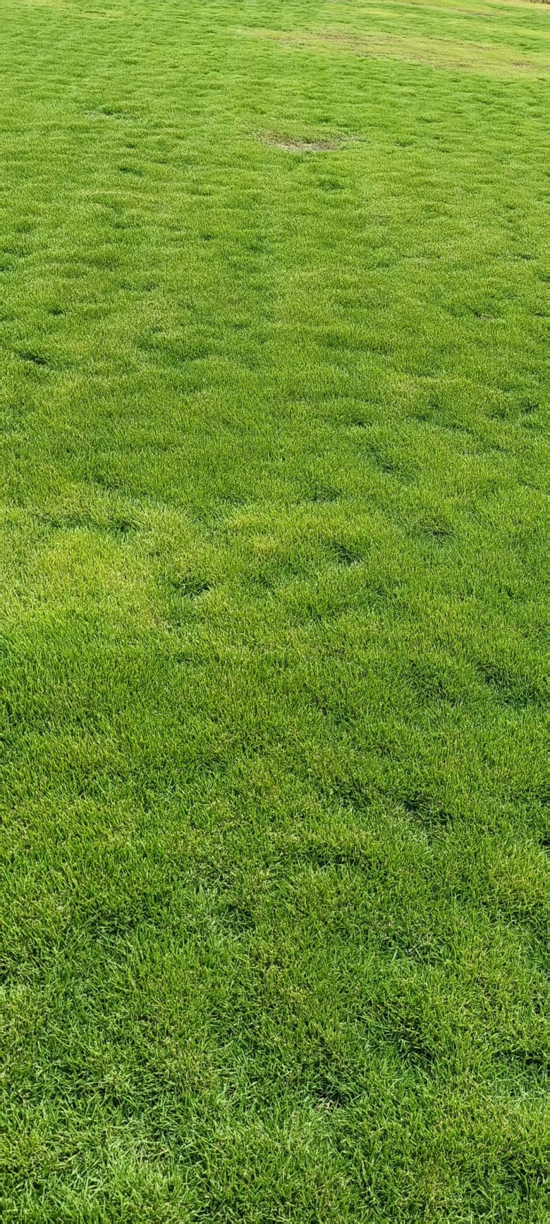 马尼拉草皮