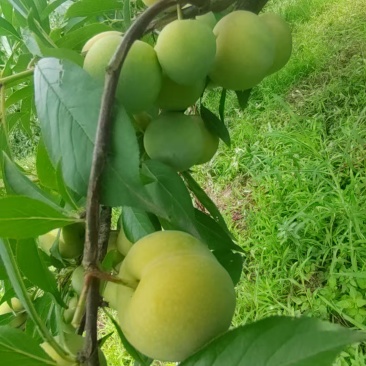 青脆李