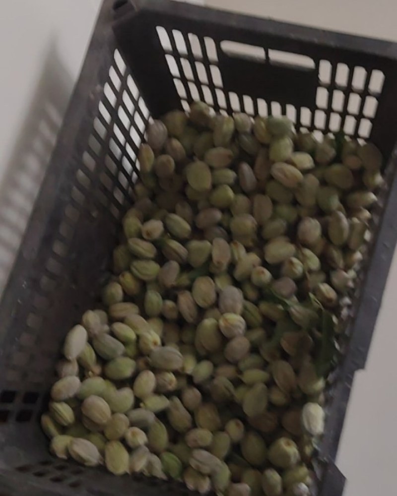 巴旦木鲜货