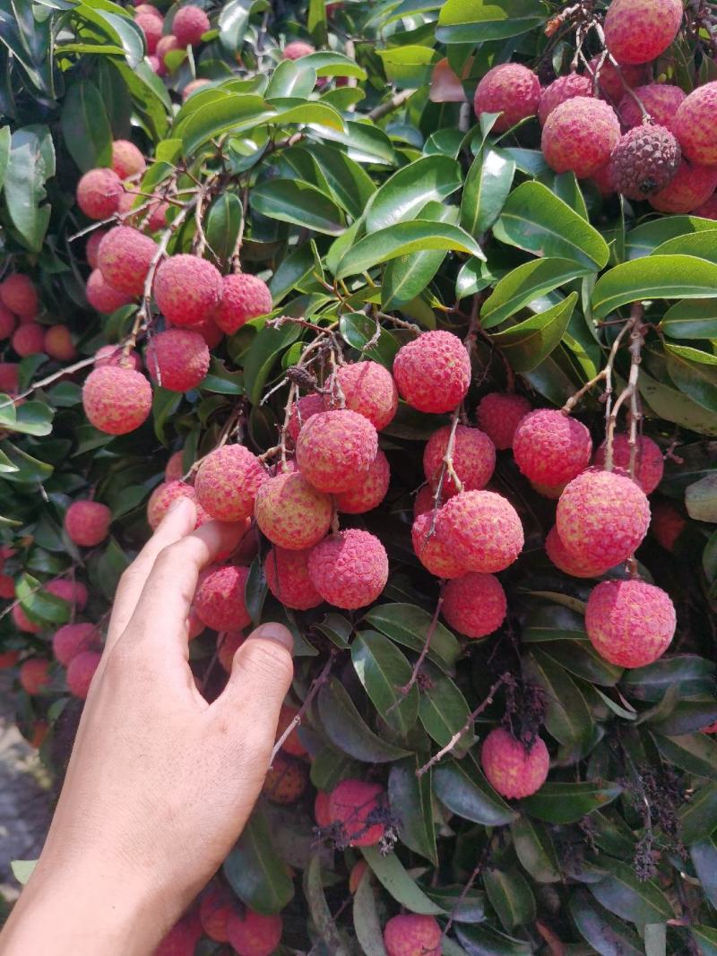 黑叶通货