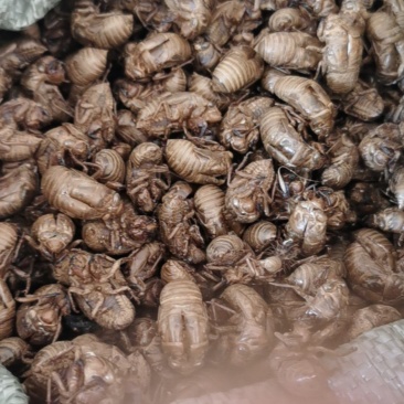 大量新蝉蜕，纯野生现货