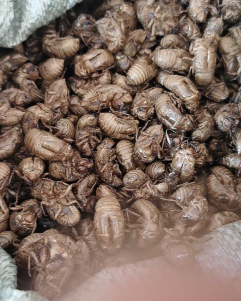 大量新蝉蜕，纯野生现货