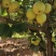 青花梨