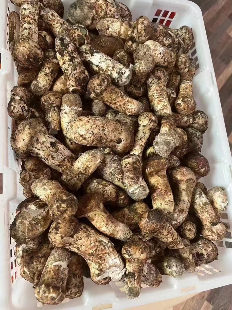西藏波密松茸