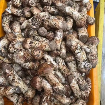 西藏波密松茸