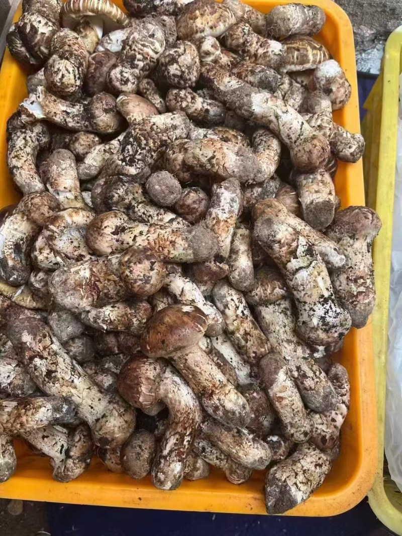 西藏波密松茸