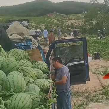 山地西瓜