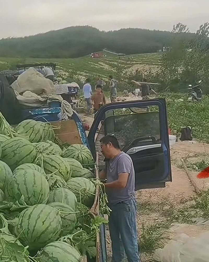 山地西瓜
