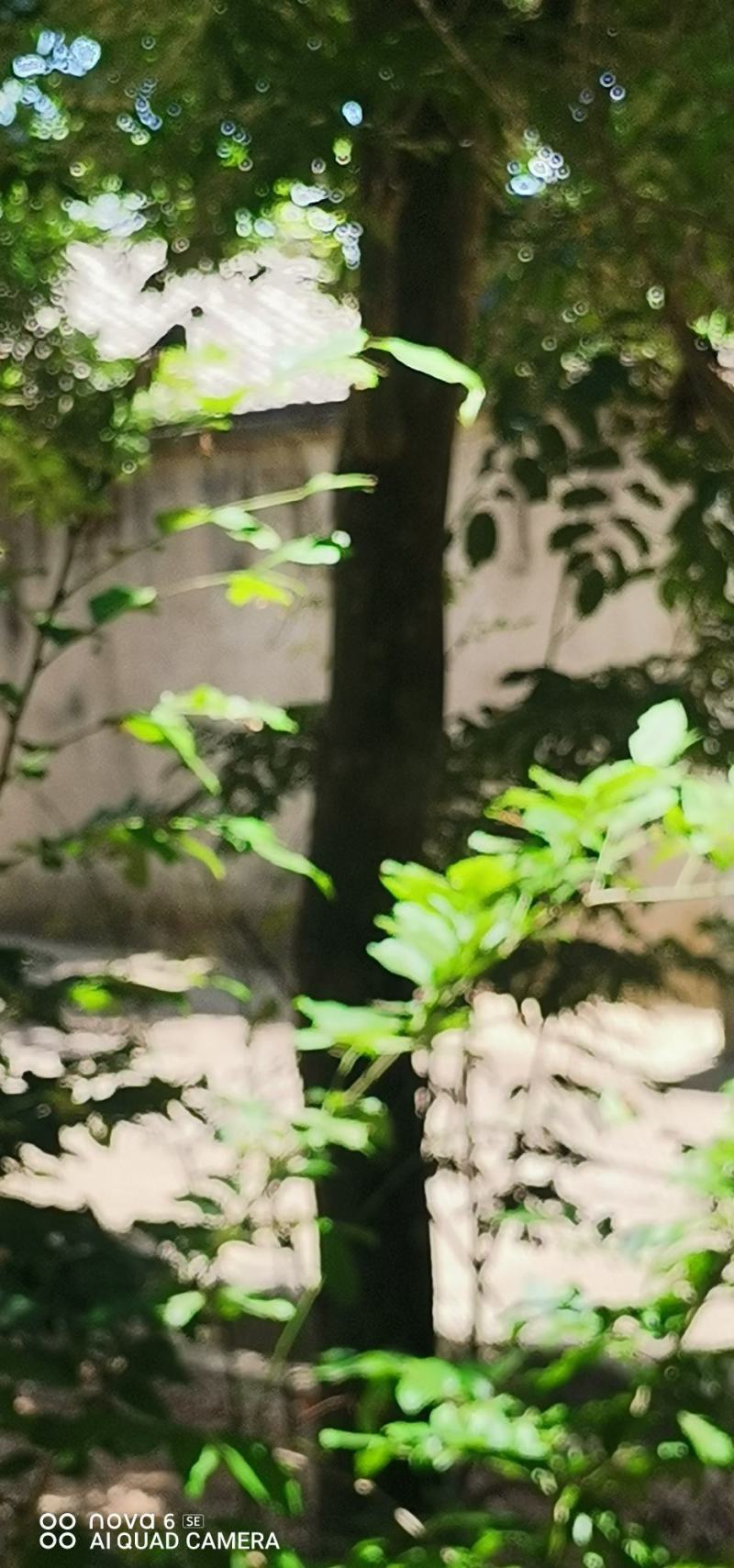 海南黄花梨
