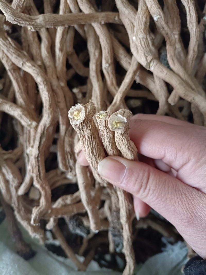 产地商洛高含量粉质板蓝根