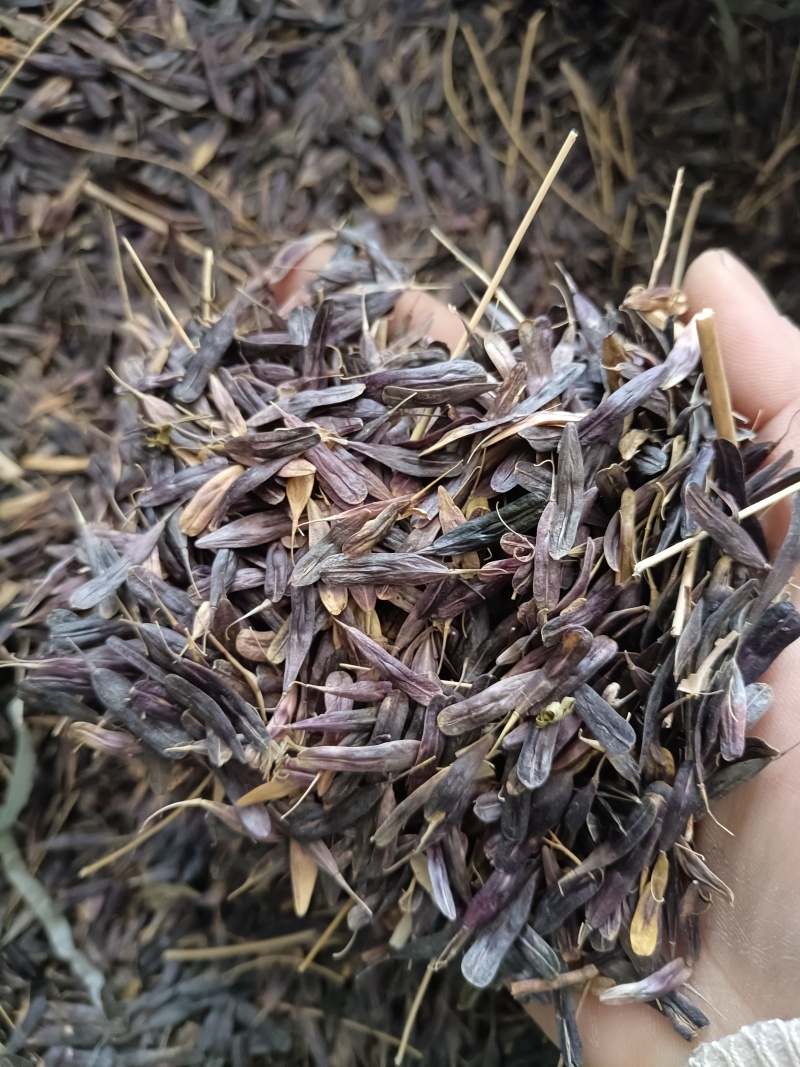 产地商洛高含量粉质板蓝根