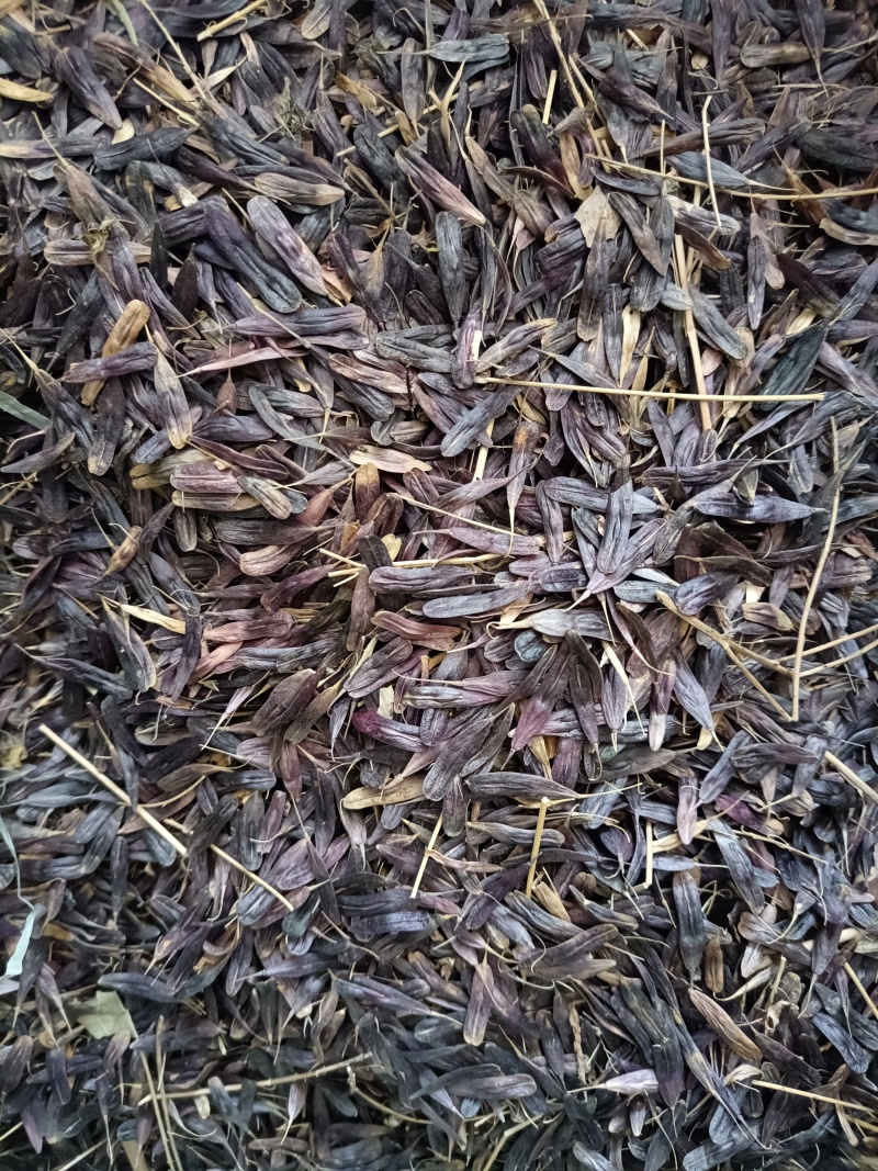 产地商洛高含量粉质板蓝根