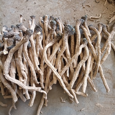 产地商洛高含量粉质板蓝根