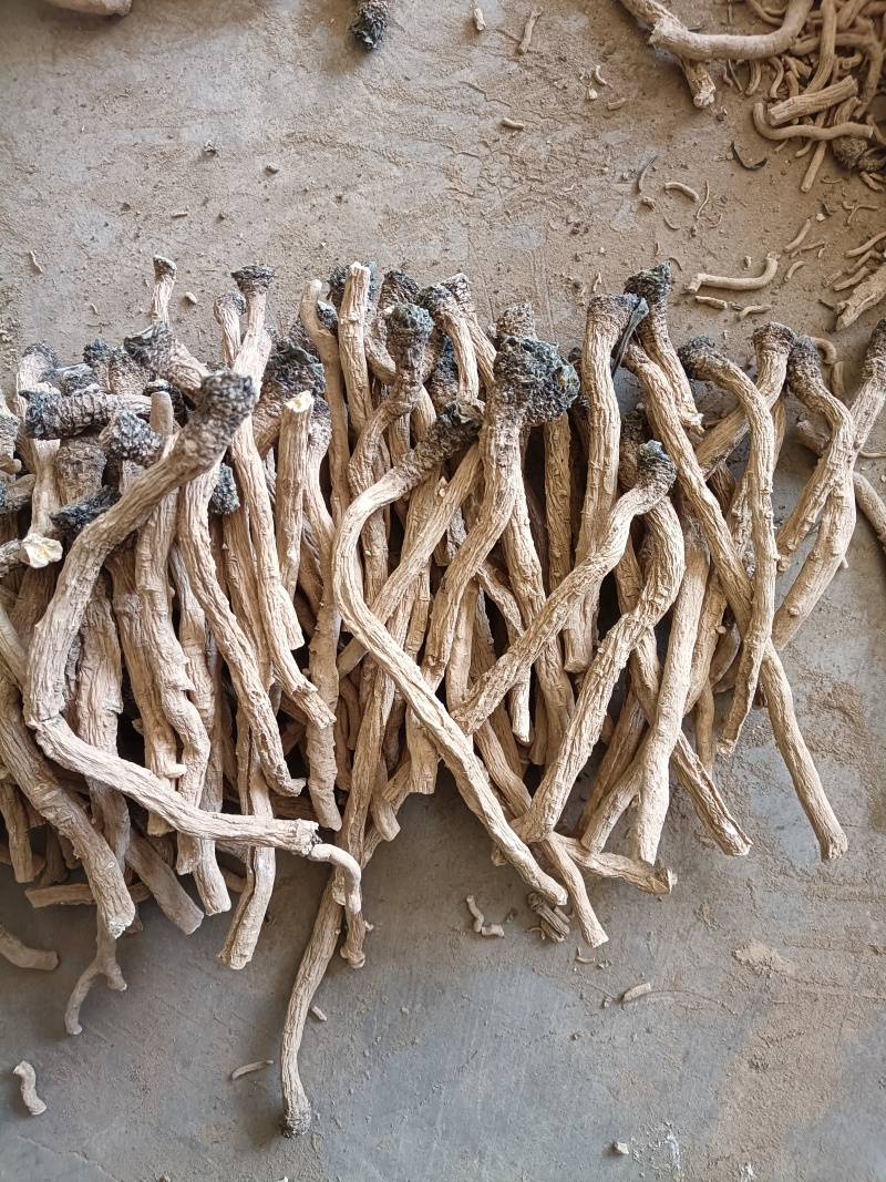 产地商洛高含量粉质板蓝根