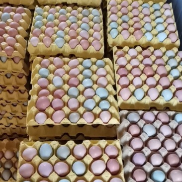 大量批发供应新鲜出炉土鸡蛋，保质保量，长期合作