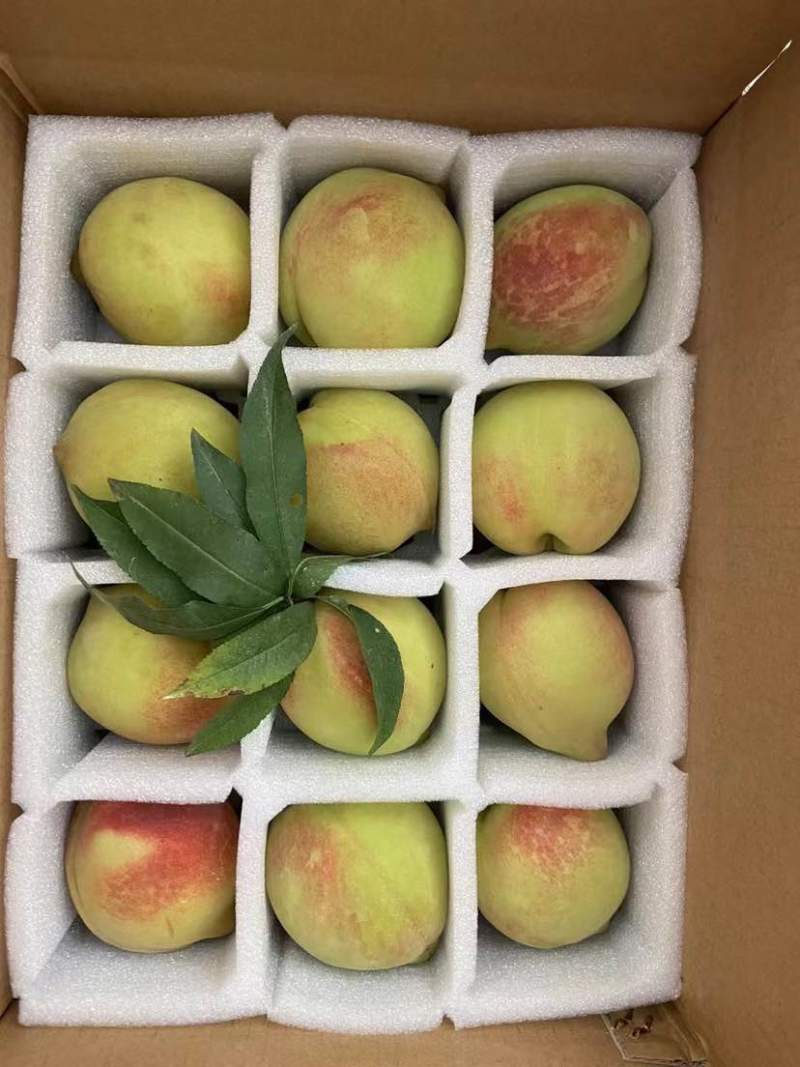 赣南鹰嘴桃