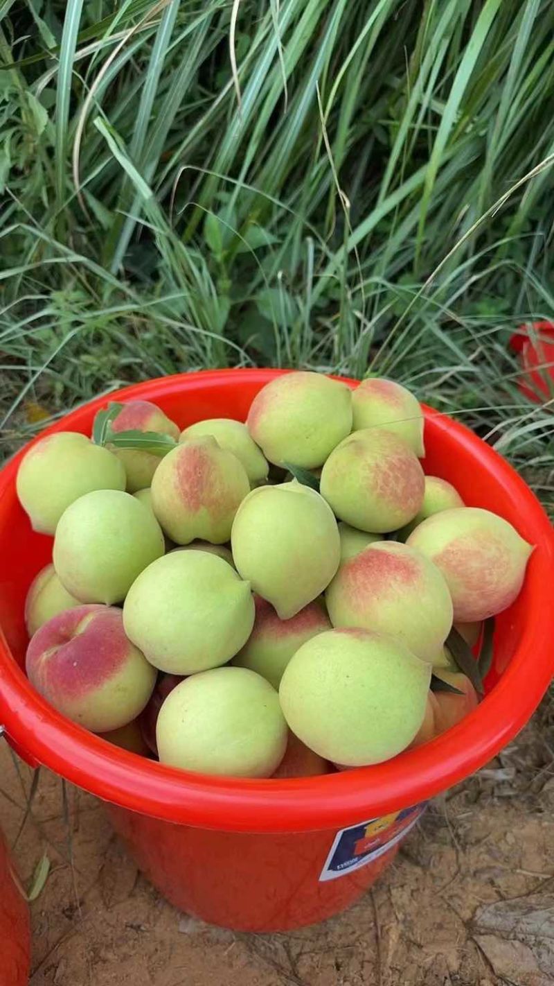 赣南鹰嘴桃