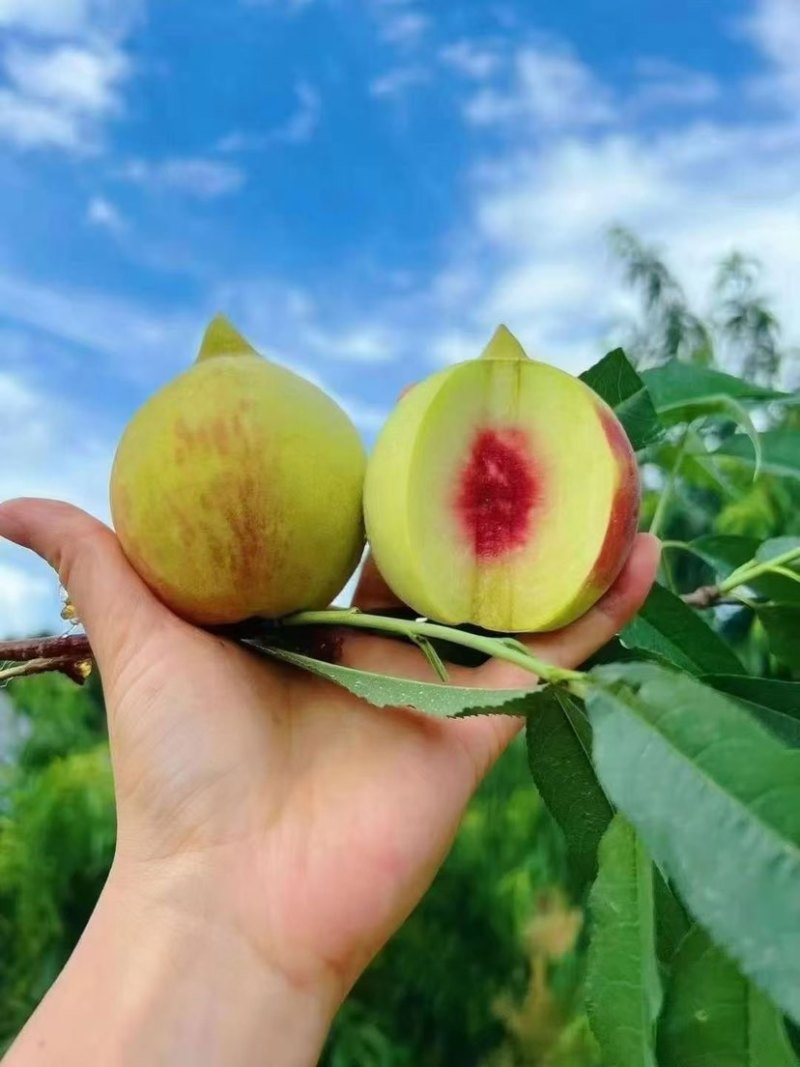赣南鹰嘴桃