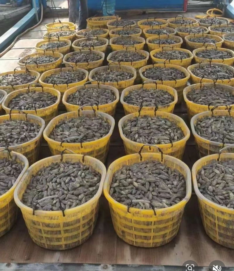 现挖的海蛏优质产品