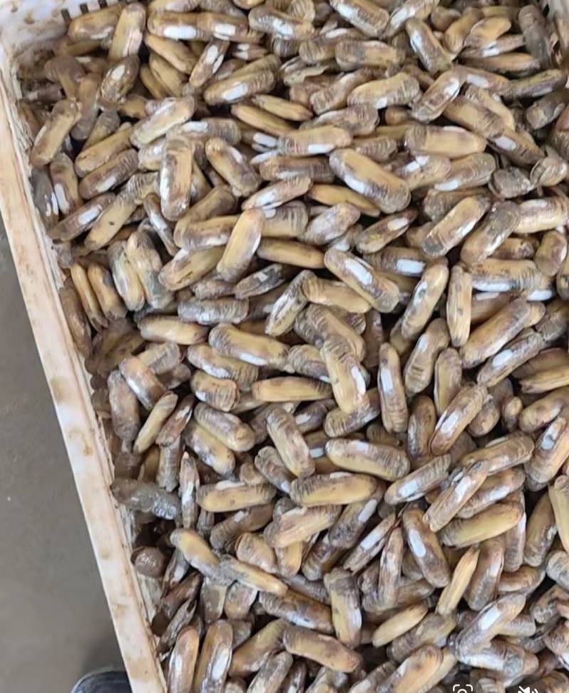 现挖的海蛏优质产品