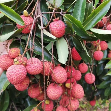 荔枝
