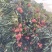 荔枝
