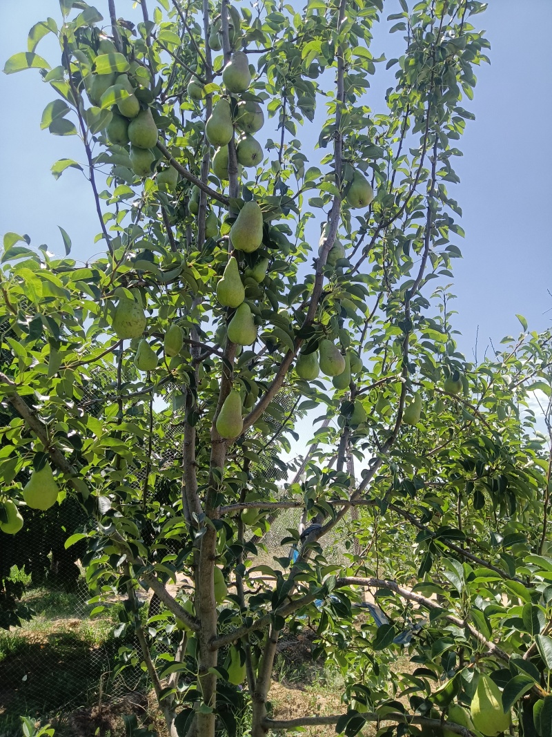 新品种香蕉梨