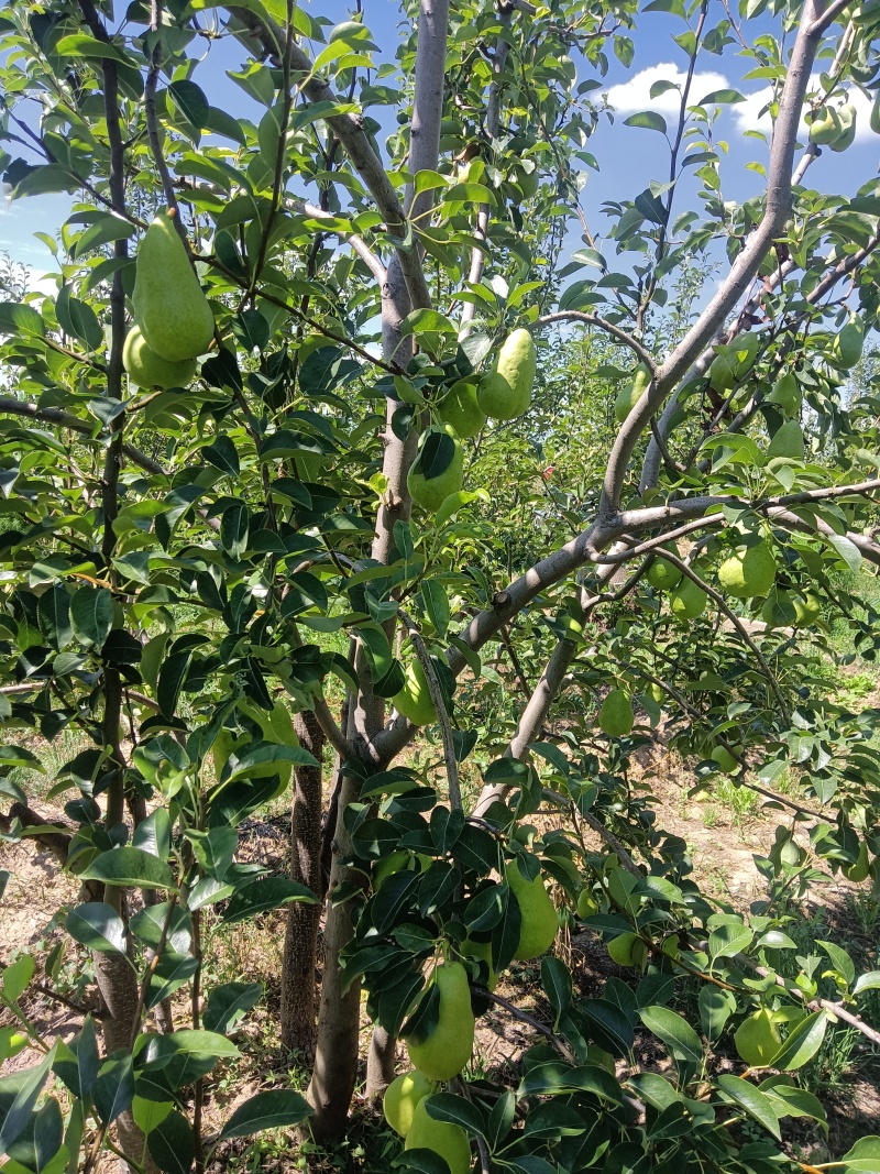新品种香蕉梨