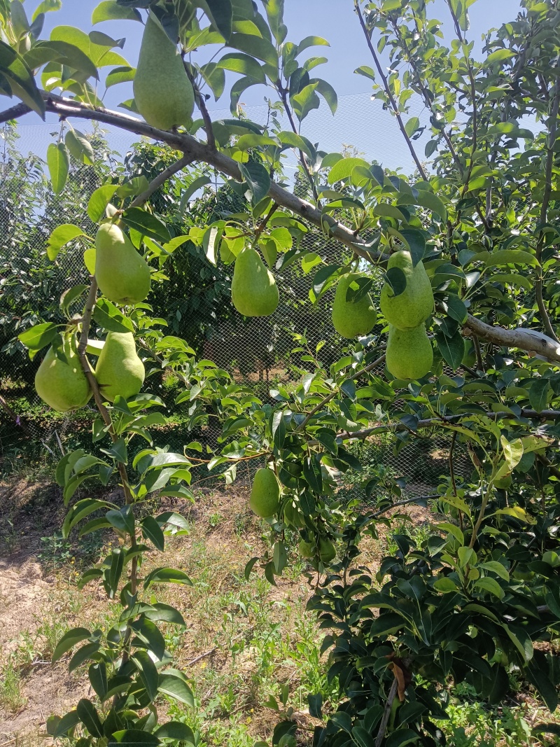新品种香蕉梨