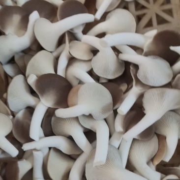 秀珍菇