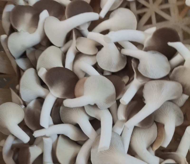秀珍菇