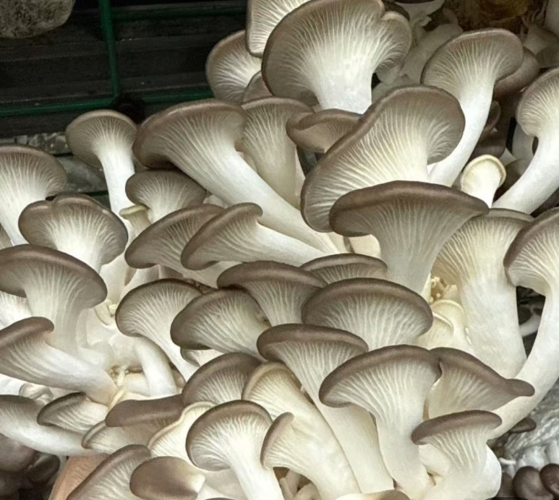 秀珍菇