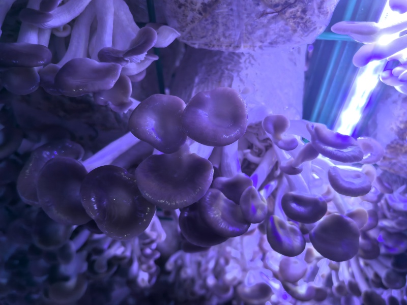 秀珍菇