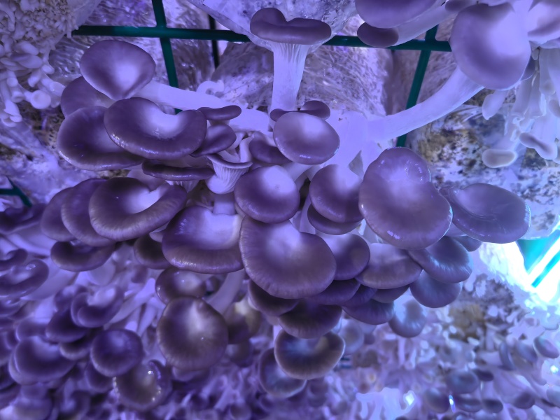 秀珍菇