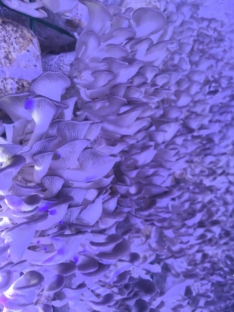 秀珍菇