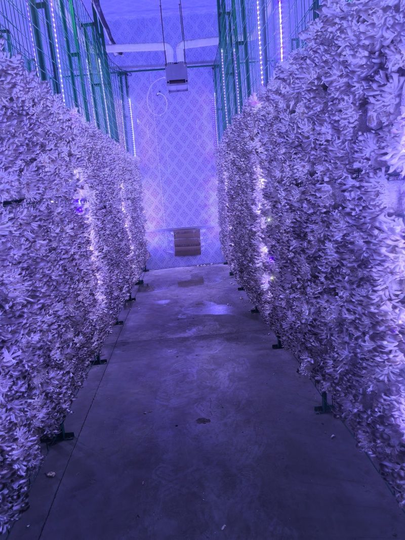 秀珍菇