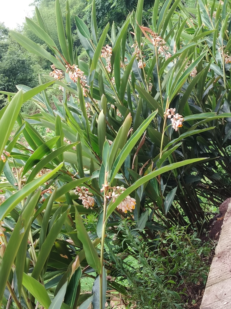 沙仁