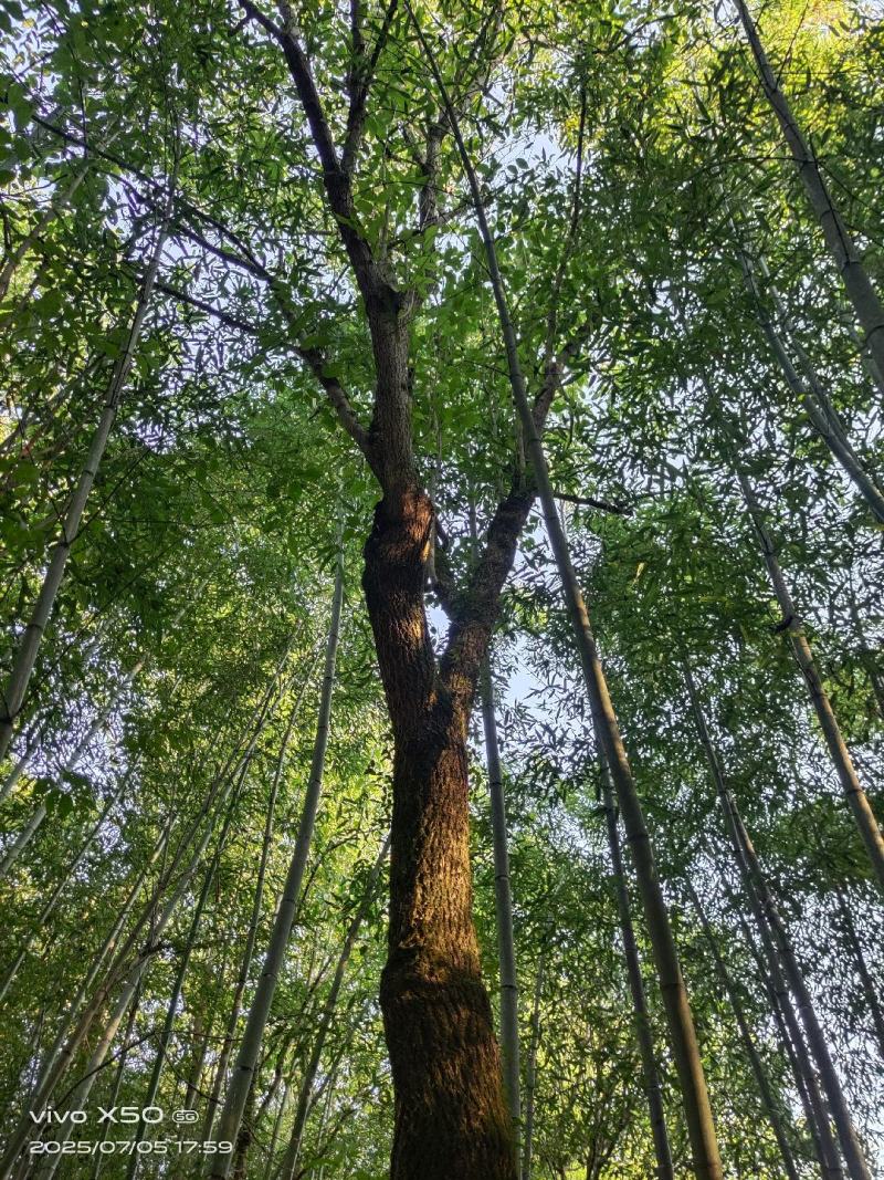 50年杜仲树