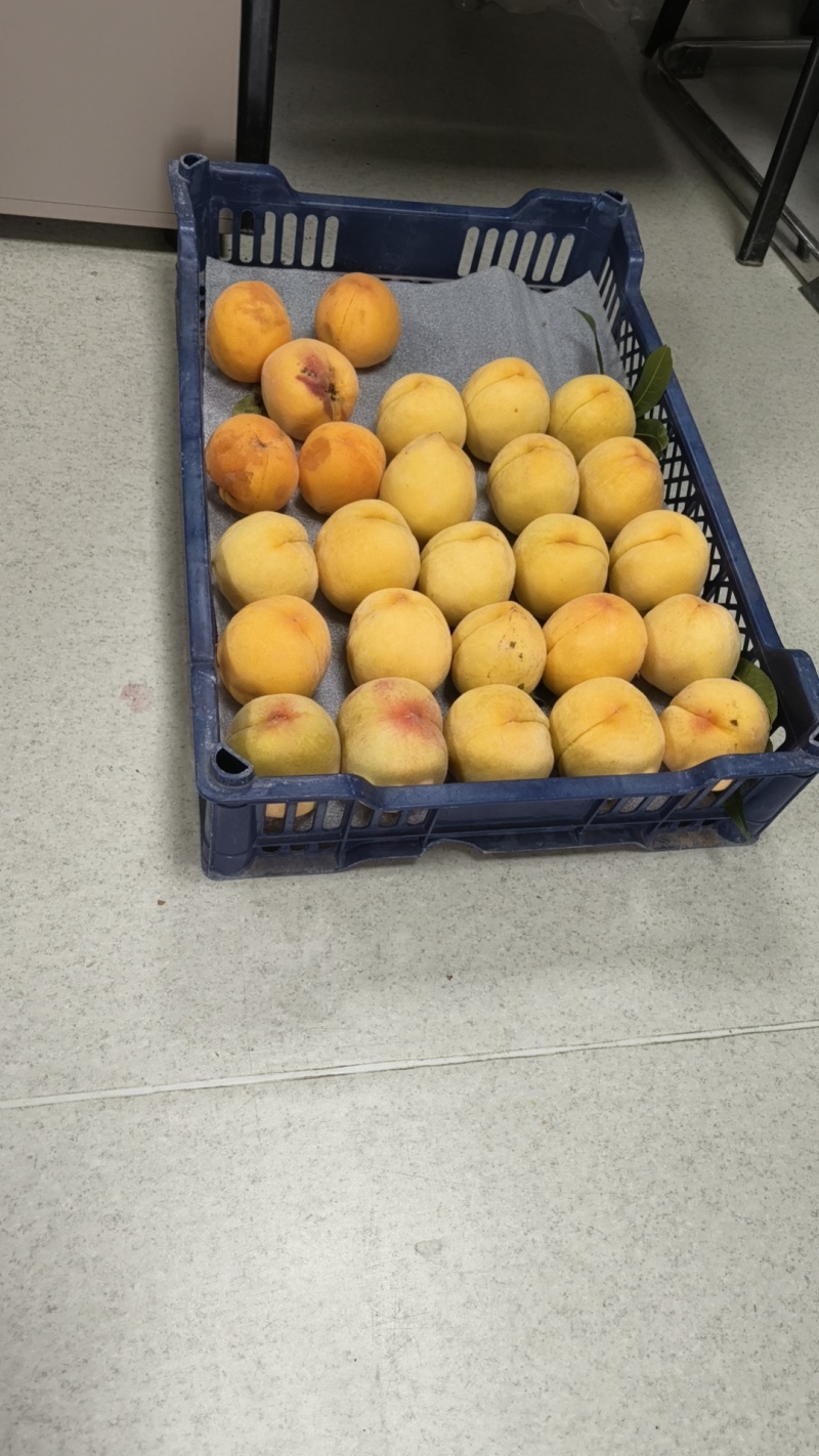83黄桃大量上市