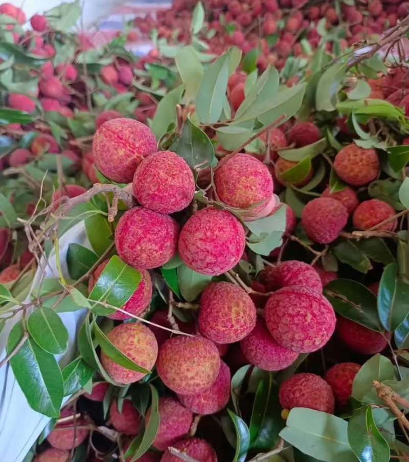 广东汕尾陆丰凤花（淮枝）荔枝大量上市果大清甜