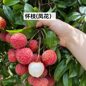 广东汕尾陆丰凤花（淮枝）荔枝大量上市果大清甜