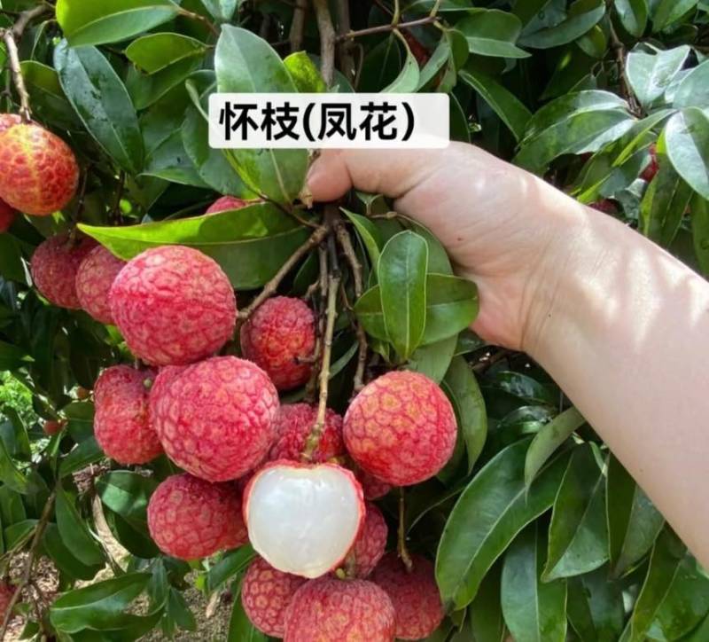 广东汕尾陆丰凤花（淮枝）荔枝大量上市果大清甜