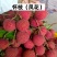 广东汕尾陆丰凤花（淮枝）荔枝大量上市果大清甜
