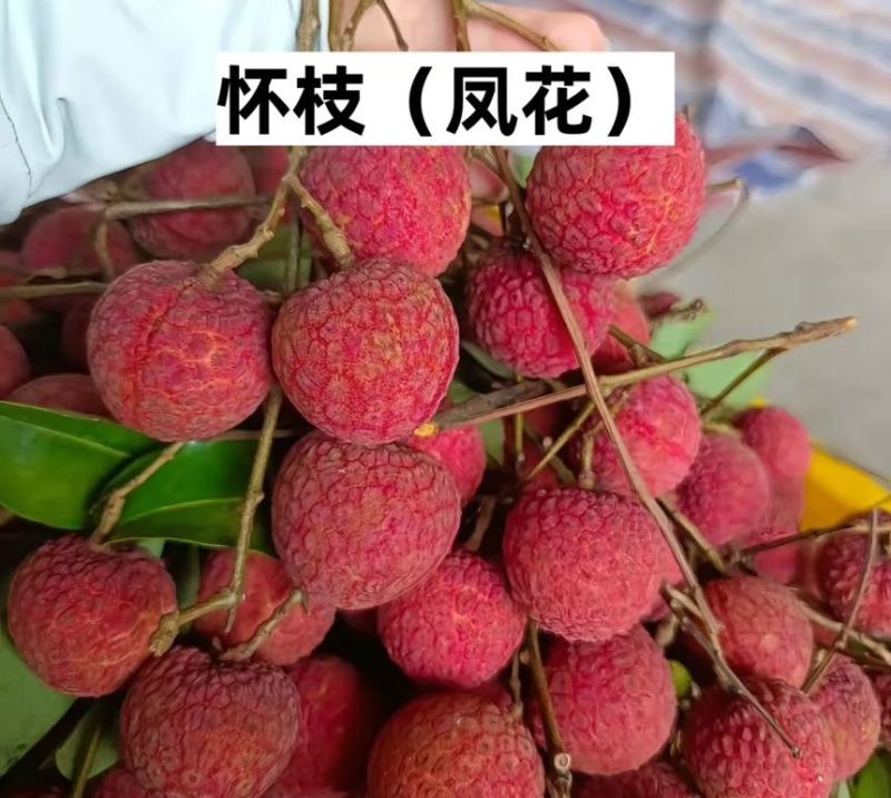 广东汕尾陆丰凤花（淮枝）荔枝大量上市果大清甜