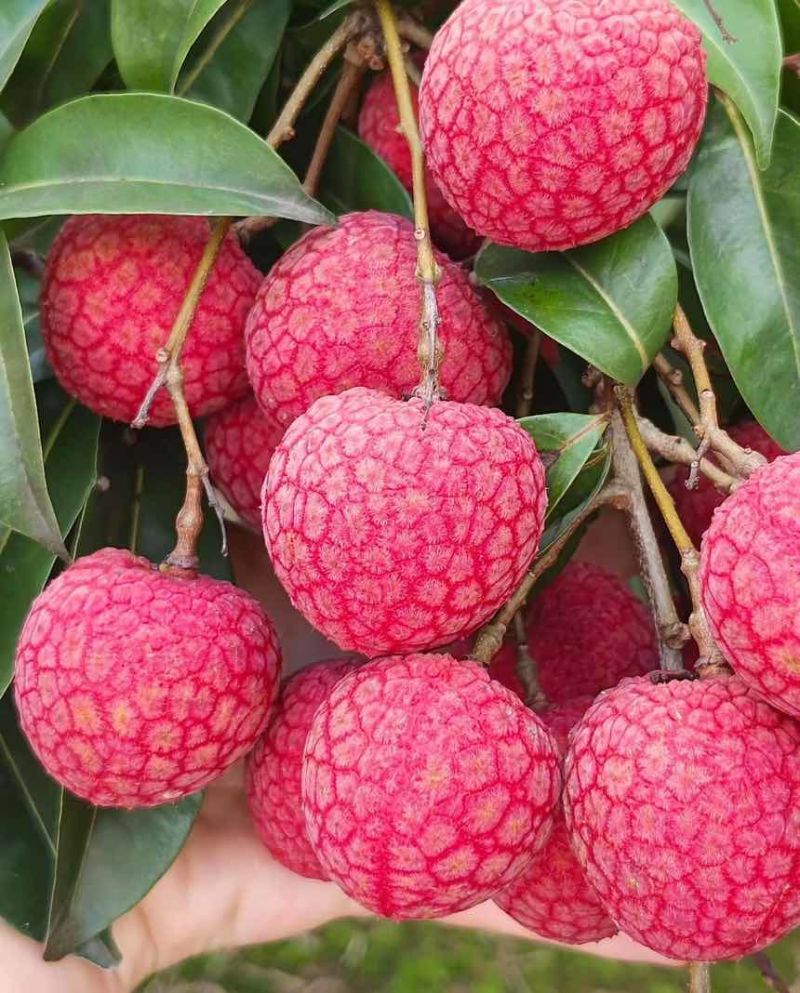 广东汕尾陆丰凤花（淮枝）荔枝大量上市果大清甜
