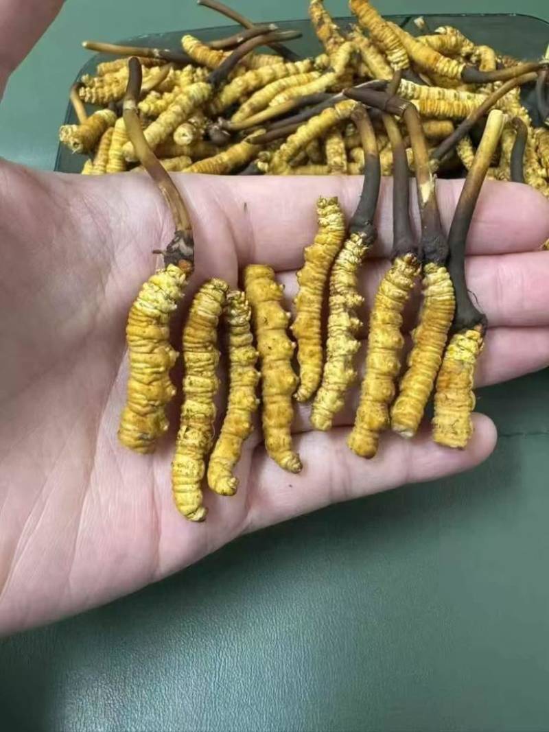高海拔新鲜野生冬虫夏草产地批发市场行情***