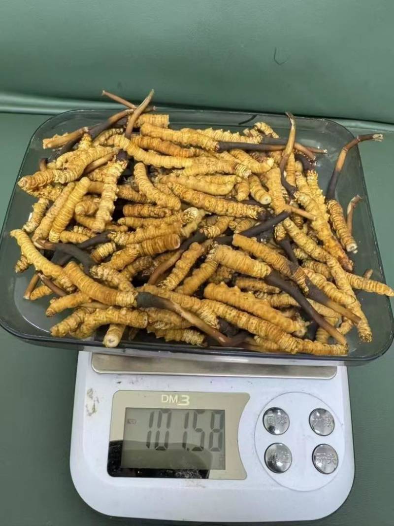 高海拔新鲜野生冬虫夏草产地批发市场行情***