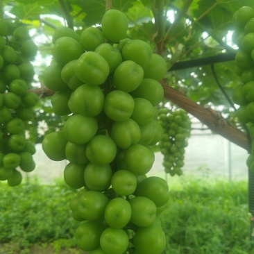 阳光玫瑰