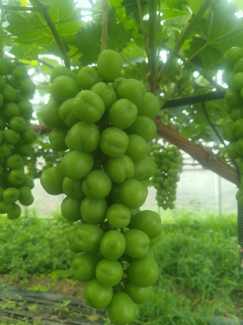 阳光玫瑰